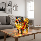 Spitz Nain Vibrant